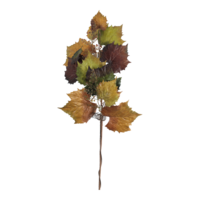 Vine leaf twig,