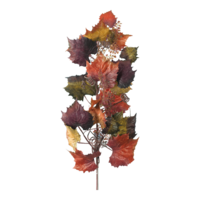 Vine leaf twig,