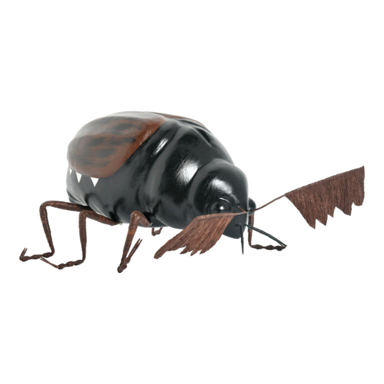 Cockchafer,