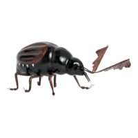 Cockchafer,