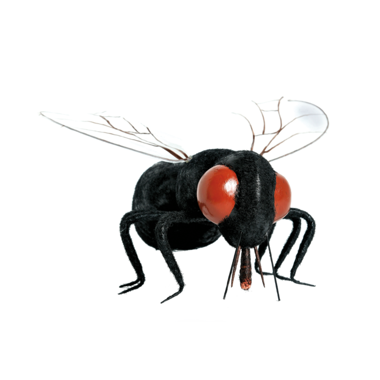 Fly,