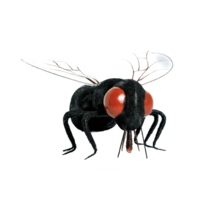Fly,