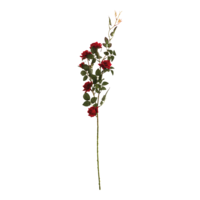 Rose spray,