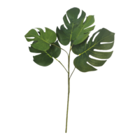 Philodendron spray,