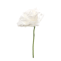 Rose head,