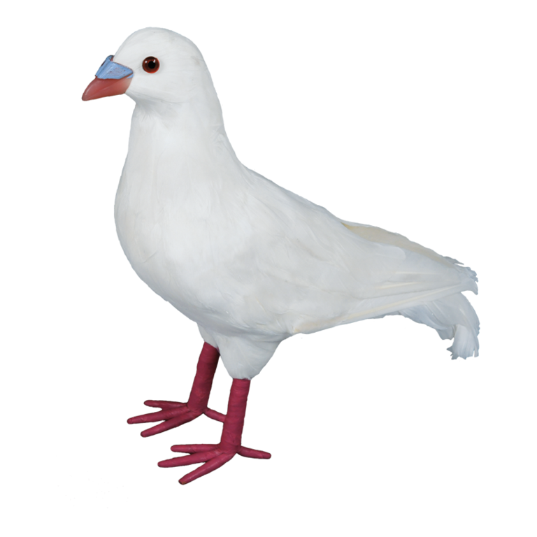 Pigeon,