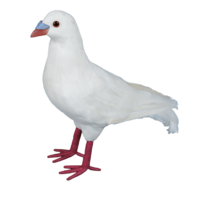Pigeon,