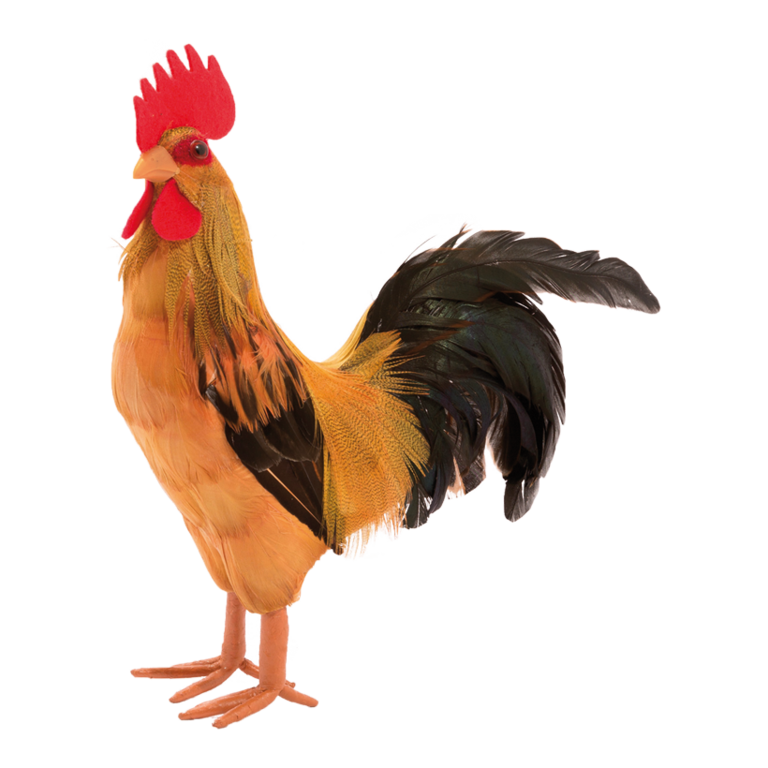 Rooster,