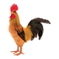 Rooster,