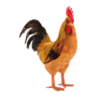 Rooster,