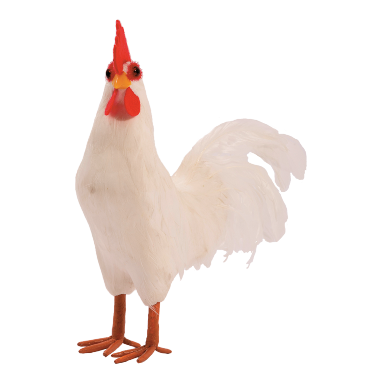 Rooster,