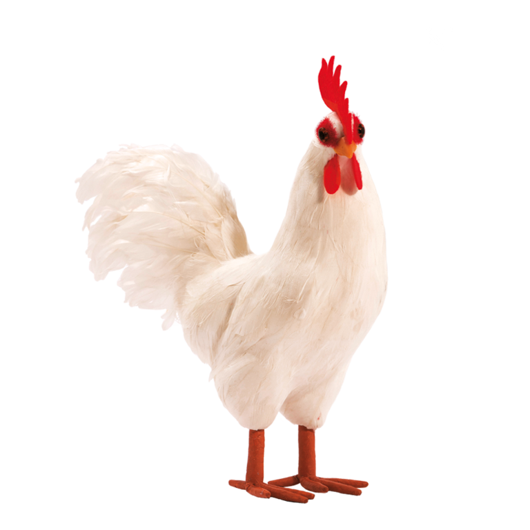Rooster,