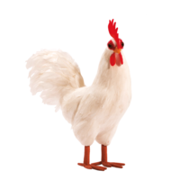 Rooster,