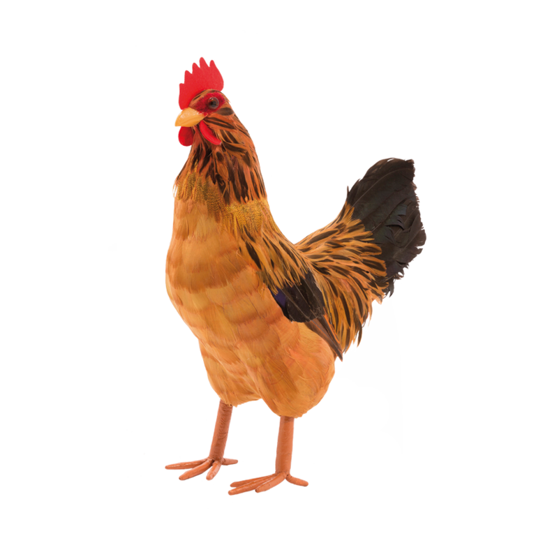 Hen,