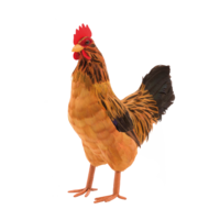 Hen,