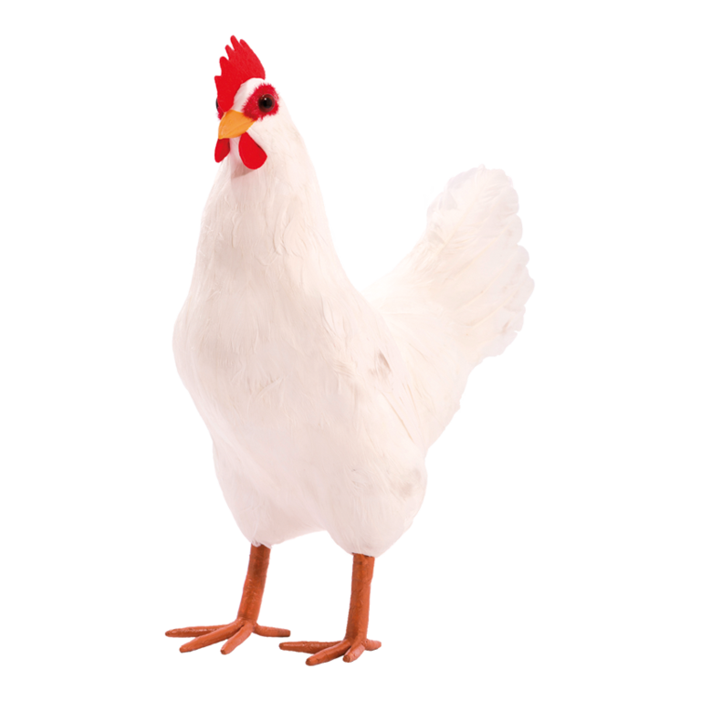 Hen,