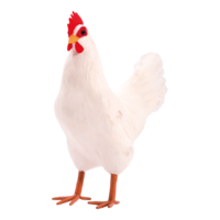Hen,