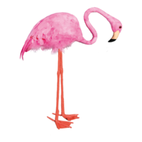 Flamingo,
