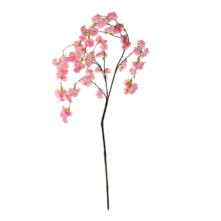 Cherry blossom twig,