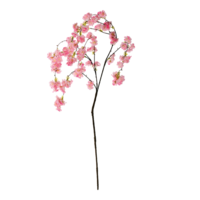 Cherry blossom twig,