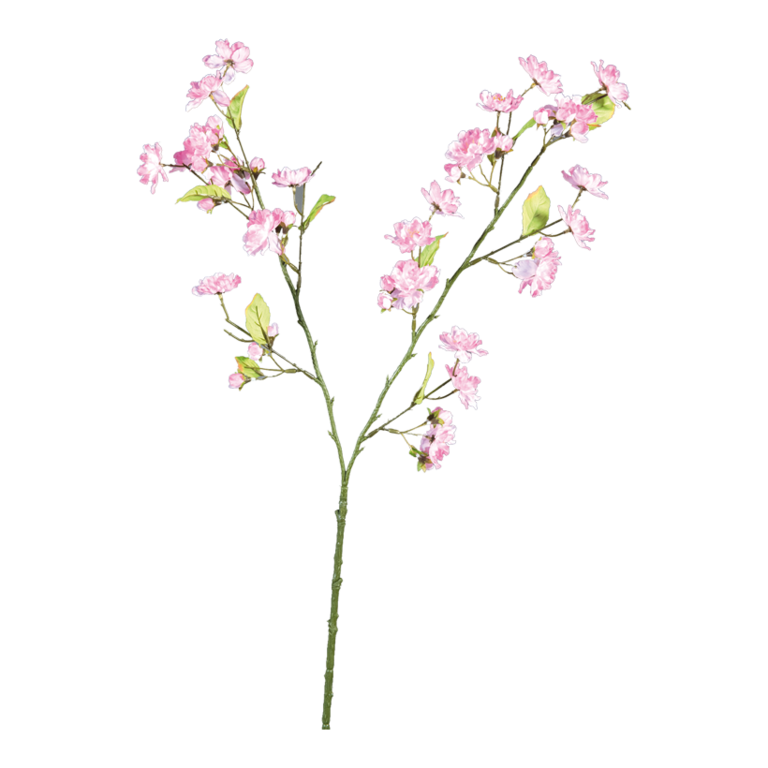 Cherry blossom twig,