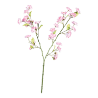 Cherry blossom twig,