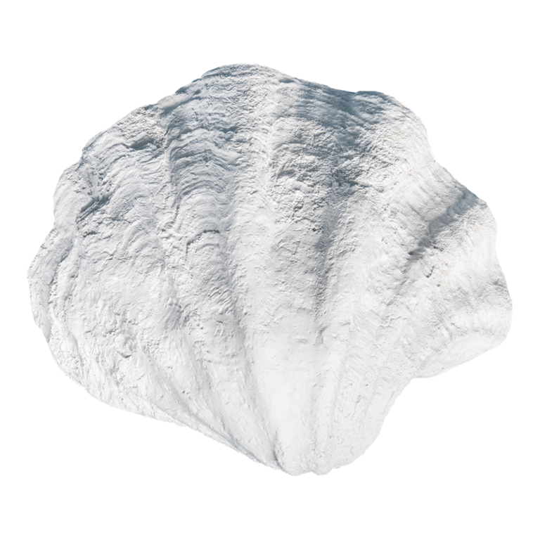 Seashell,