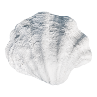 Seashell,