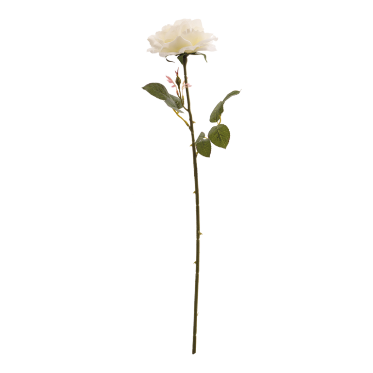 Rose,