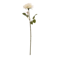 Rose,