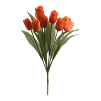 Bouquet of tulips,