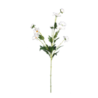 Marguerite spray,