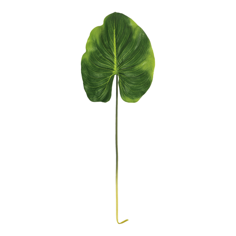 Canna leaf,