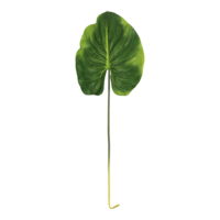 Canna leaf,