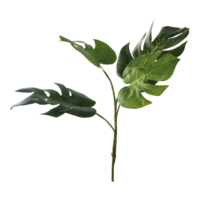 Split-Philo branch,