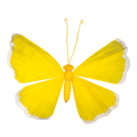 Butterfly,