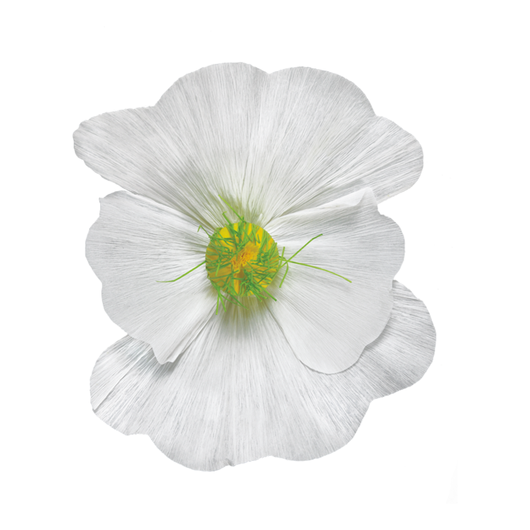 Blossom,