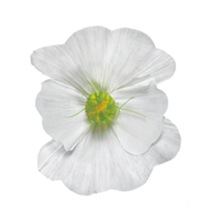 Blossom,