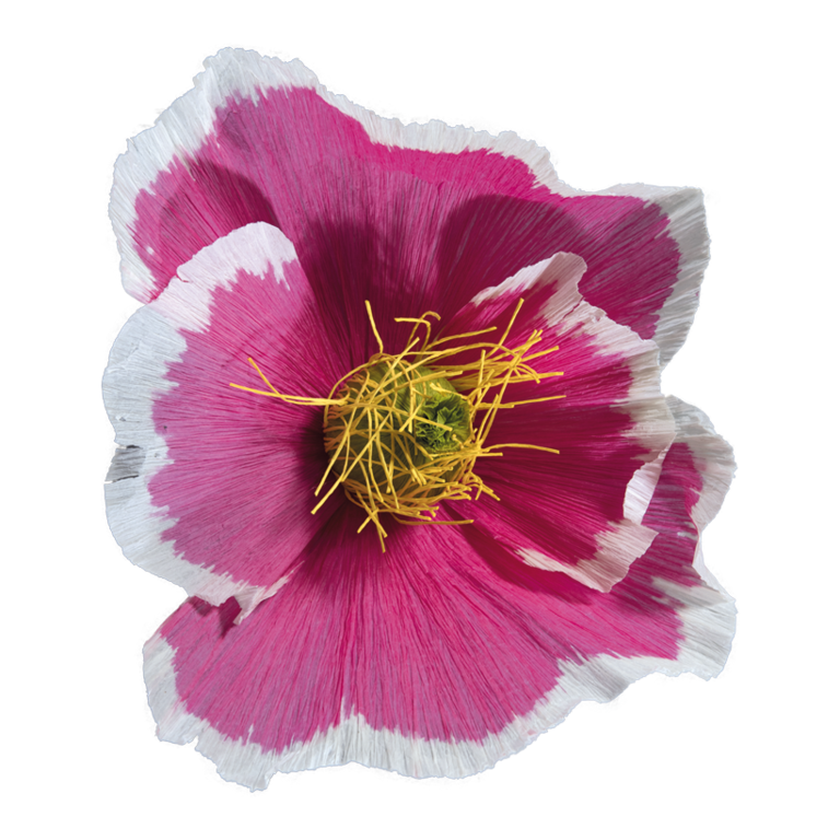 Blossom,