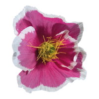 Blossom,
