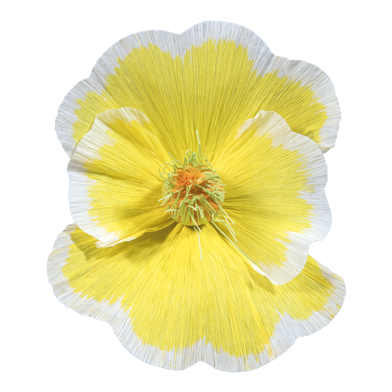 Blossom,