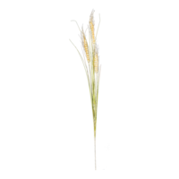 Wheat ear,