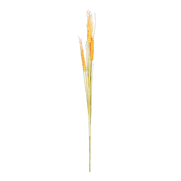 Wheat ear,