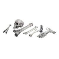 Set of bones,