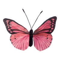 Butterfly,