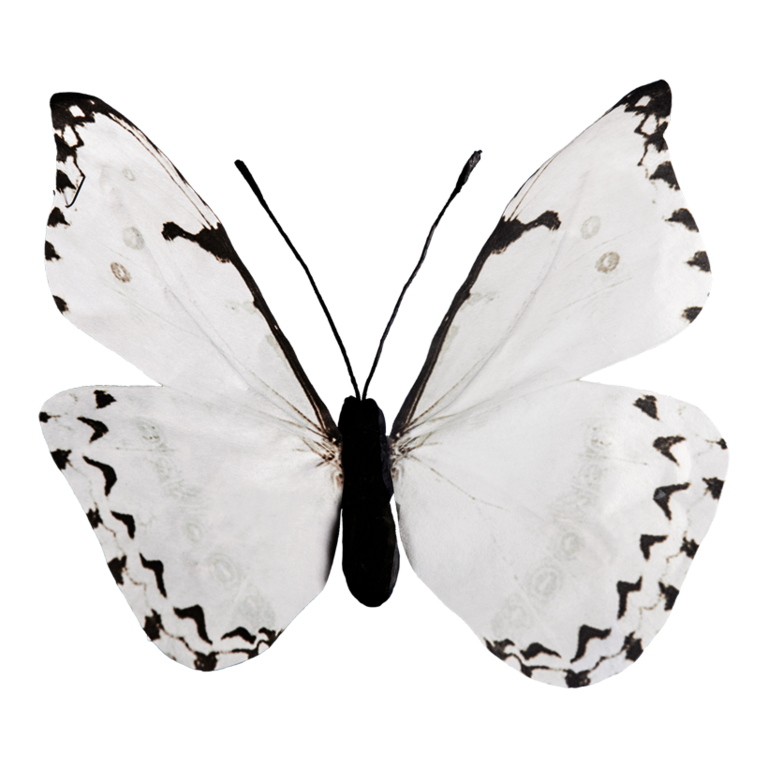 Butterfly,