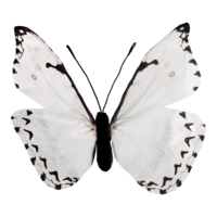 Butterfly,