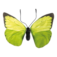Butterfly,