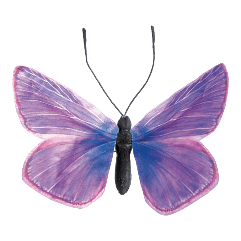 Butterfly,