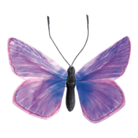 Butterfly,